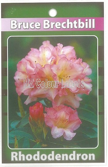 RHODODENDRON Bruce Brechtbill - Click Image to Close