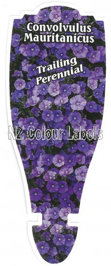 CONVOLVULUS mauritanicus - Click Image to Close