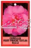 CAMELLIA Mary Phoebe Taylor Hybrid