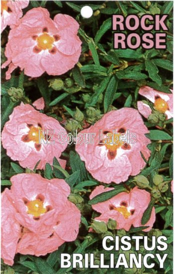 CISTUS Brilliancy [Rock Rose] - Click Image to Close