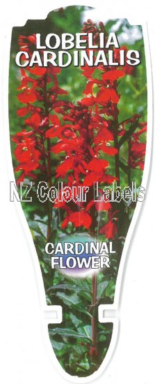 LOBELIA cardinalis - Click Image to Close