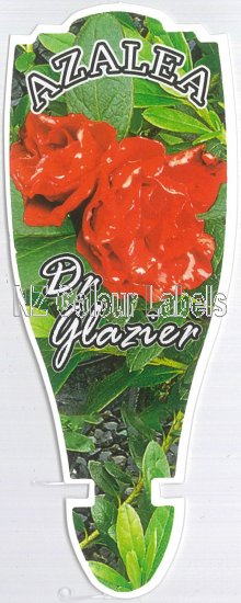 AZALEA evergreen DR GLAZIER - Click Image to Close