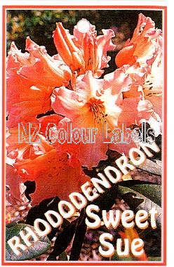 RHODODENDRON Sweet Sue - Click Image to Close