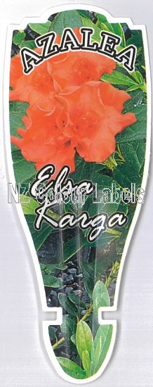 AZALEA Evergreen ELSA KARGA - Click Image to Close