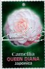 CAMELLIA Queen Diana