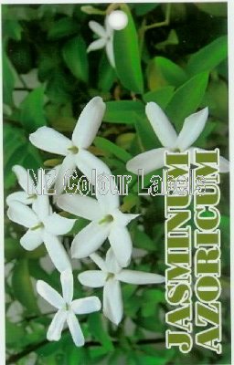 JASMINUM azoricum - Click Image to Close