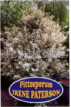 PITTOSPORUM t. Irene Paterson - Click Image to Close