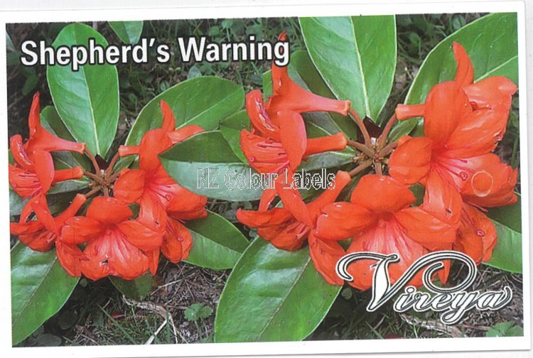 RHODODENDRON vireya Shepherds Warning - Click Image to Close