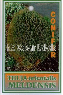 THUJA orientalis Meldensis - Click Image to Close