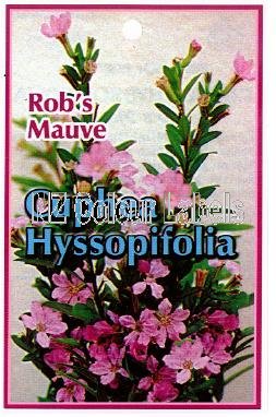 CUPHEA hyssopifolia Robs Mauve - Click Image to Close