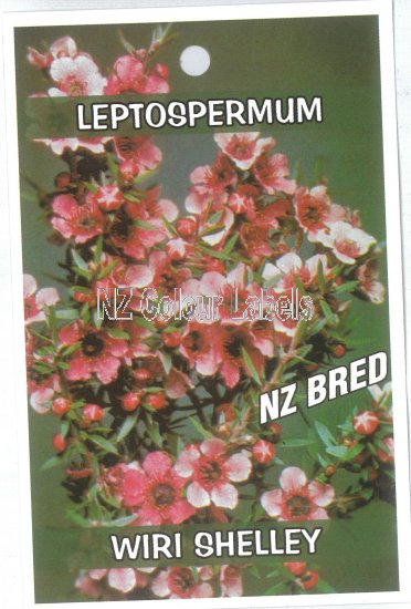 LEPTOSPERMUM Wiri Shelley - Click Image to Close