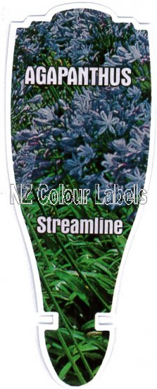 AGAPANTHUS Streamline - Click Image to Close