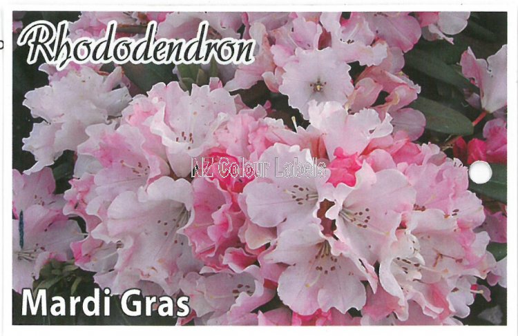 RHODODENDRON Mardi Gras - Click Image to Close