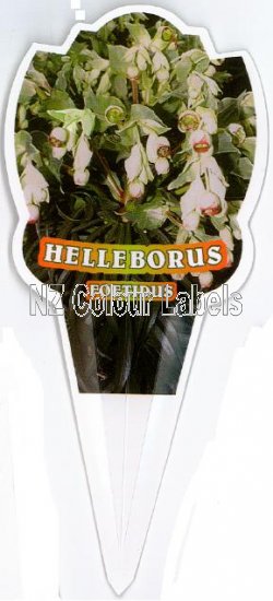 HELLEBORUS foetidus - Click Image to Close