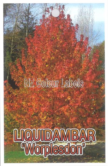 LIQUIDAMBAR Worplesdon - Click Image to Close