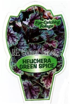 HEUCHERA Green Spice - Click Image to Close