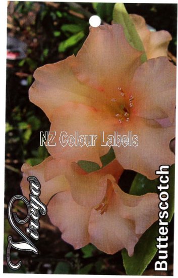 RHODODENDRON vireya Butterscotch - Click Image to Close