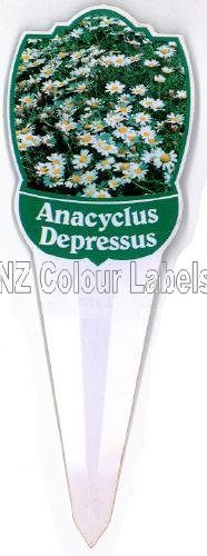 ANACYCLUS depressus Garden Gnome - Click Image to Close