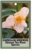 CAMELLIA Sinensis Species