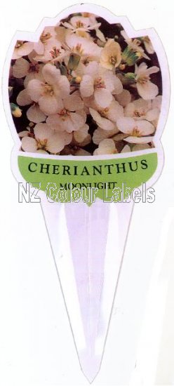 CHEIRANTHUS Moonlight - Click Image to Close