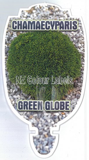 CHAMAECYPARIS Green Globe - Click Image to Close