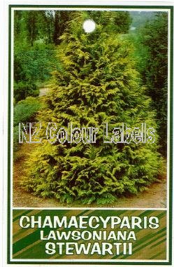 CHAMAECYPARIS l. Stewartii - Click Image to Close