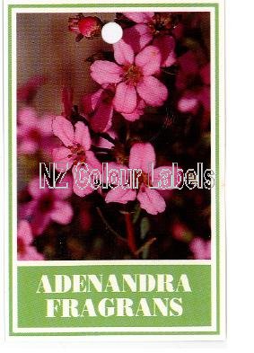 ADENANDRA fragrans - Click Image to Close