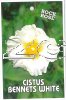 CISTUS Bennetts White [Rock Rose]