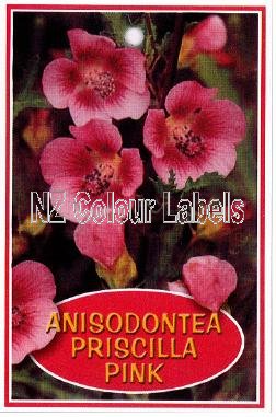 ANISODONTEA Priscilla Pink - Click Image to Close