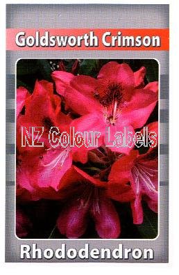 RHODODENDRON Goldsworth Crimson - Click Image to Close