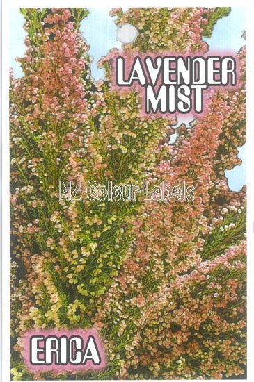 ERICA Lavender Mist - Click Image to Close