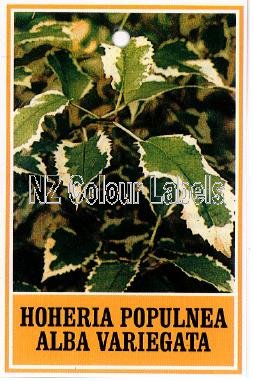 HOHERIA populnea Albo Variegata - Click Image to Close