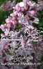 SYRINGA Katherine Havemeyer