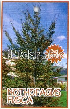 NOTHOFAGUS fusca (syn. FUSCOCARPA) - Click Image to Close