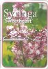 Syringa Sweetheart