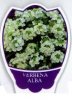 VERBENA Alba