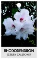 RHODODENDRON EXBURY CALSTOKER RHODODENDRON EXBURY CALSTOKER