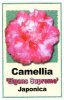 CAMELLIA Elegans Supreme Japonica