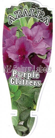 AZALEA Evergreen PURPLE GLITTERS - Click Image to Close