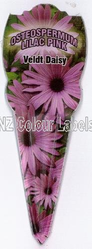 OSTEOSPERMUM Lilac Pink - Click Image to Close