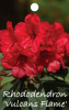 RHODODENDRON Vulcans Flame