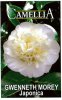 CAMELLIA Gwenneth Morey Japonica