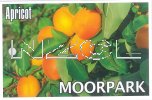 APRICOT Moorpark