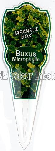 BUXUS microphylla - Click Image to Close