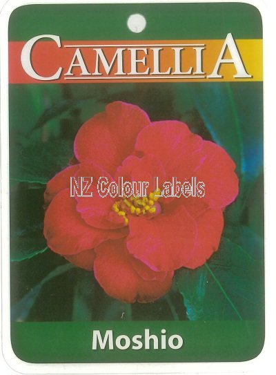 CAMELLIA Mosho Flame - Click Image to Close