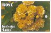 ROSA banksia Lutea