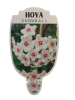 HOYA Snowball