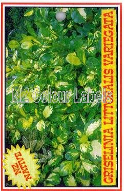 GRISELINIA littoralis Variegata - Click Image to Close