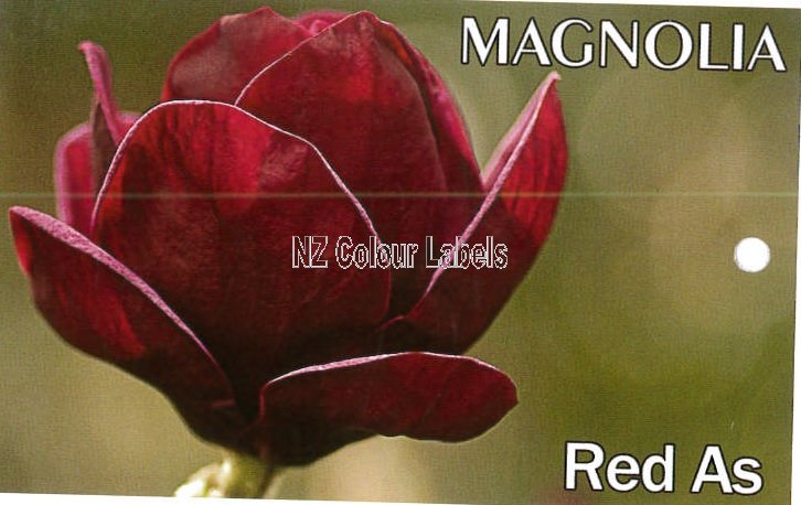 MAGNOLIA 'Red As' - Click Image to Close