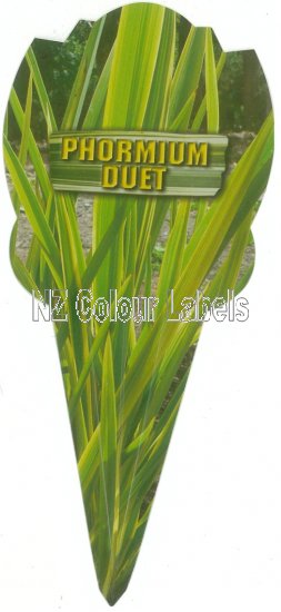 PHORMIUM Duet - Click Image to Close